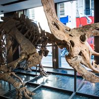 Big John, un tricératops vieux de 66 millions d'années et mesurant huit mètres de longs, sera vendu aux enchères à Paris le 21 octobre 2021