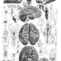 Une querelle entre deux grands neuroscientifiques, Cajal et Golgi, a fini par donner une conception juste de l’anatomie et du fonctionnement du cerveau
