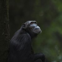 Le chimpanzé 'Sandi' en Tanzanie
