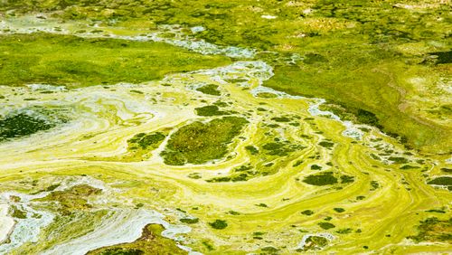 La prolifération d’algues toxiques : un signe révélateur des extinctions de masse
