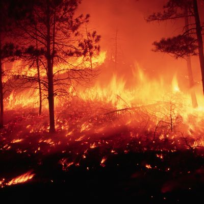Une forêt brûle aux Etats-Unis