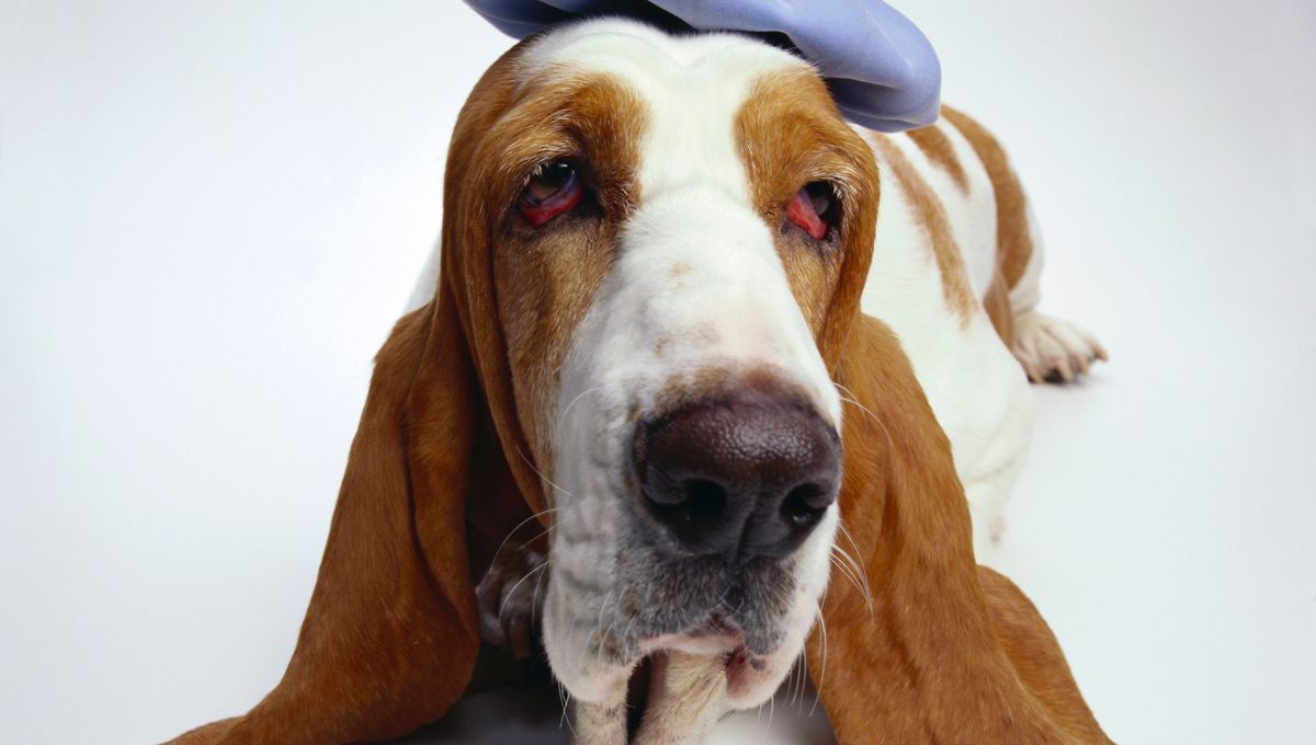 Soigner Les Animaux Avec L Acupuncture L Osteopathie Et La Phytotherapie C Est Possible