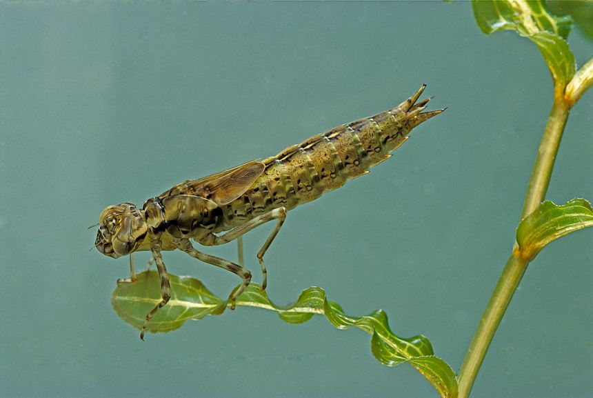 Indre Et Loire Libellules Et Demoiselles Des Odonates A Decouvrir