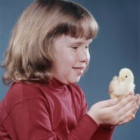 Fille avec son poussin (1962)