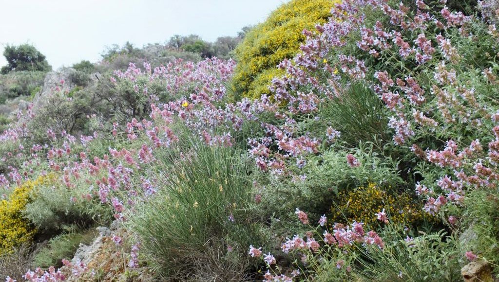 Les plantes adaptées aux terrains secs, pour un jardin méditerranéen sans arrosage et de faible entretien