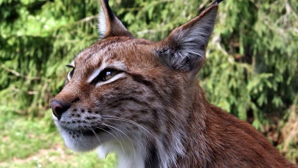 rencontres animales dans le massif jurassien