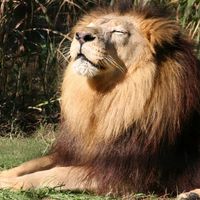 Le Lion de Kessel : une relation touchante, véritable hommage à la nature