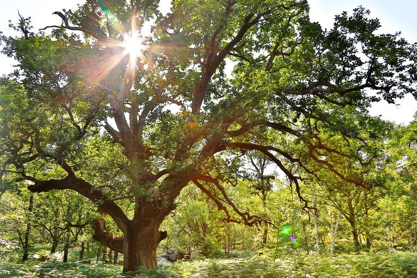 Forêt de Fontainebleau aujourd'hui. Getty.