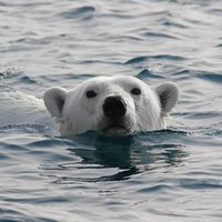 Les impacts du réchauffement climatique sur notre psychisme. Ici ours polaire nageant au Svalbard (Spitzberg) dans une mer dépourvue de banquise