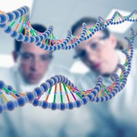 Scientifiques regardant un modèle ADN.
