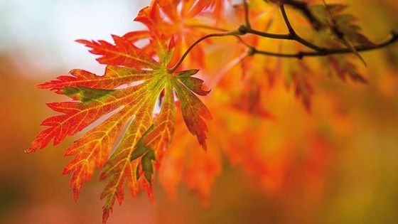 Feuilles d'automne