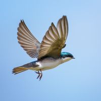 Une hirondelle bicolore dans un parc naturel en Pennsylvanie (USA)