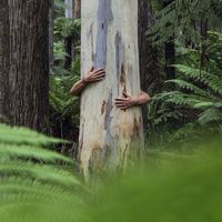 Que doit-on comprendre des arbres, ces végétaux dont la chimie et la structure sont si étrangères à la nôtre ?