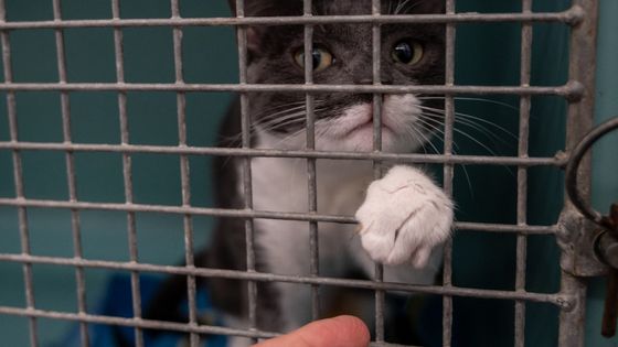 Chat en cage ©AFP - Bertrand Guay