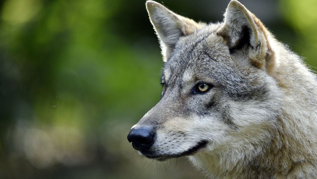 La Presence D Un Loup Confirmee Dans Le Calvados Pres De Bayeux