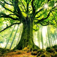 Les arbres doivent-ils nous ressembler pour être aimables ?