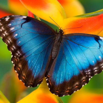 Papillon morpho bleu (Morpho peleides) sur heliconia