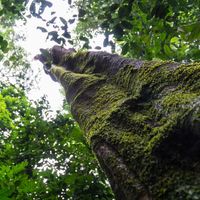 Arbre de la forêt tropicale amazonienne.