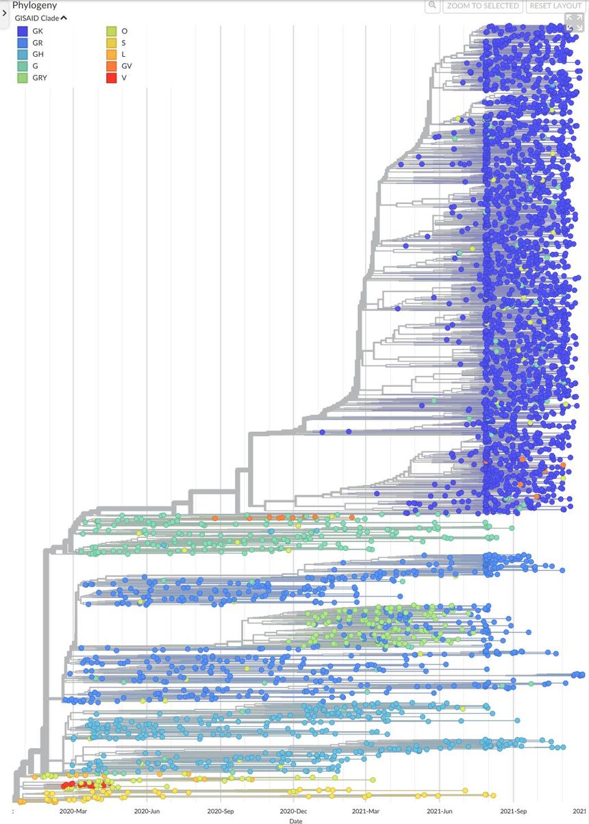 L’arbre phylogénétique du Sars-Cov-2 du GISAID référençant les différentes mutations