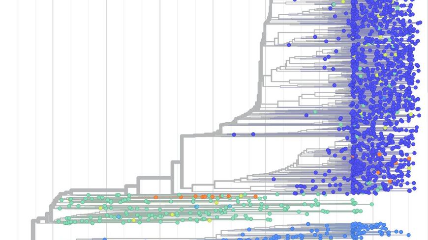 L’arbre phylogénétique du Sars-Cov-2 du GISAID référençant les différentes mutations