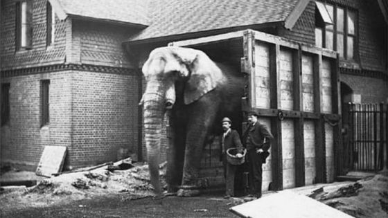 Après des semaines de dressage, Jumbo arrive à traverser une boîte à l'extérieur de sa tanière (Zoo de Londres,1882) - Domaine public - Wikimedia Commons - Auteur inconnu