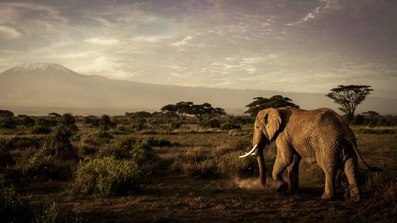 Un éléphant au Kenya ©Getty - Elsen Karstad