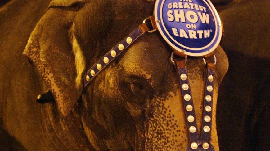 Grande parade dans les rues de New-York du "Ringling Bros and Barnum and Bailey Circus Animal" (16.03.2004)