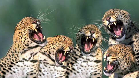 "Singing" Leopards ©Getty - Stuart Westmorland