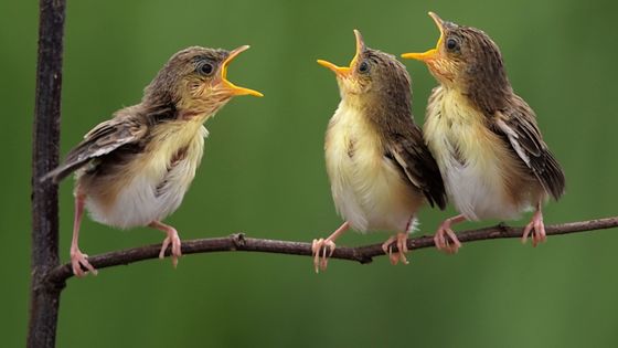 Fauvettes à tête d'or en train de répéter un choral ©Getty - Sijanto