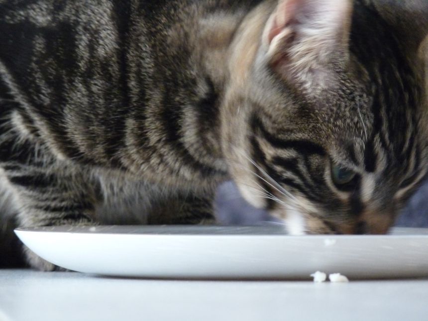 chat sexe seine et marne