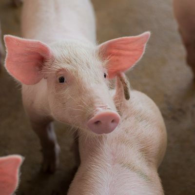 D'un point de vue anatomique, certains organes du porc comme le rein ou le coeur présentent des similitudes avec les organes humains