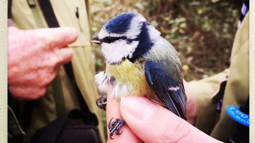 Baguage d'une mésange au parc du Marquenterre (Somme)