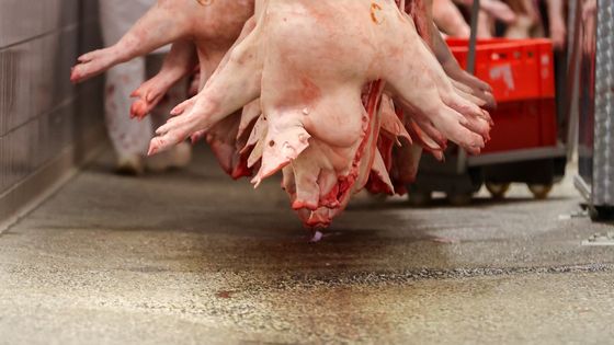 Porcs dans l'abattoir d'Emil Färber ©Getty - an Woitas/picture alliance via Getty Images