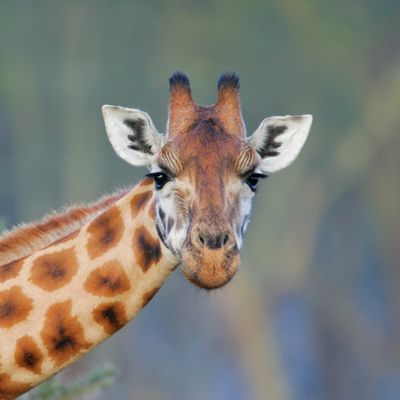 Les animaux ne perçoivent pas le monde comme nous