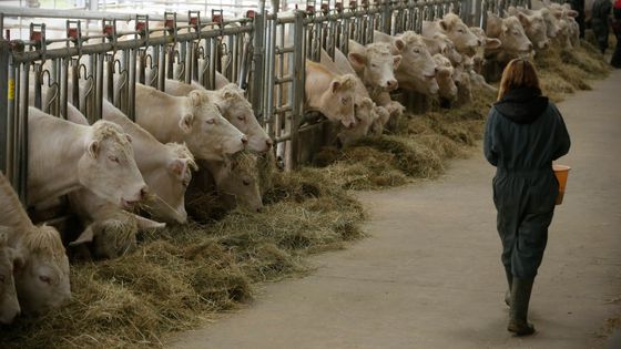 Vivre aux côtés des animaux dans un lycée agricole ©Maxppp - Thomas Padilla