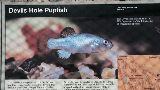 Panneau à l'entrée du Devils Hole (trou du Diable) où vit une espèce menacée, le pupfish. ©AFP - ROBYN BECK