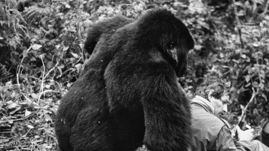 Yann Arthus-Bertrand et un gorille des montagnes