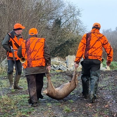 Battue de chevreuil au Yeun Forsquily (Finistère) le 23 janvier 2022