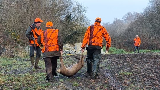 Battue de chevreuil au Yeun Forsquily (Finistère) le 23 janvier 2022 ©Radio France - Antoine Marette