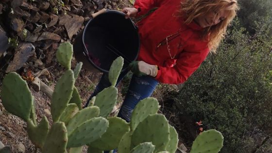 Sylvie, membre de l'association Cerbère Cactus, dans les Pyrénées-Orientales. - Cerbère Cactus