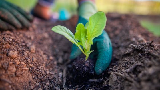 Le Concours France Bleu Besançon des jardins potagers : c'est tout naturel !