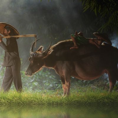 Paysan, enfant et buffle dans un champ à Bogor en Indonésie