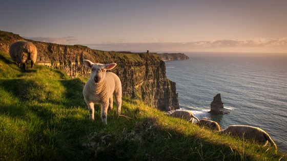 Moutons sur les falaises de Moher, Liscannor, en Irlande ©Getty - George Karbus Photography