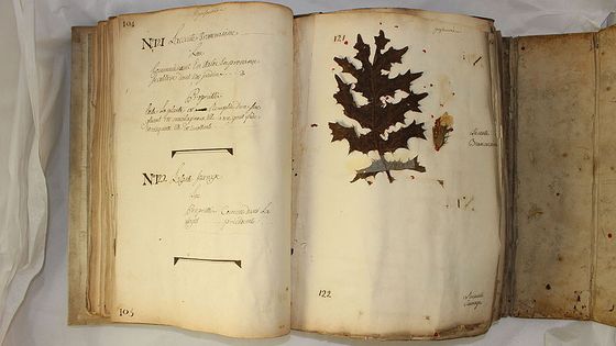 Herbier ou jardin sec rangé par classe suivant l’ordre du Jardin de l’Ecole Royale Vétérinaire. - Laura Clerc, Maxence Colleau (Wikimedia Commons)