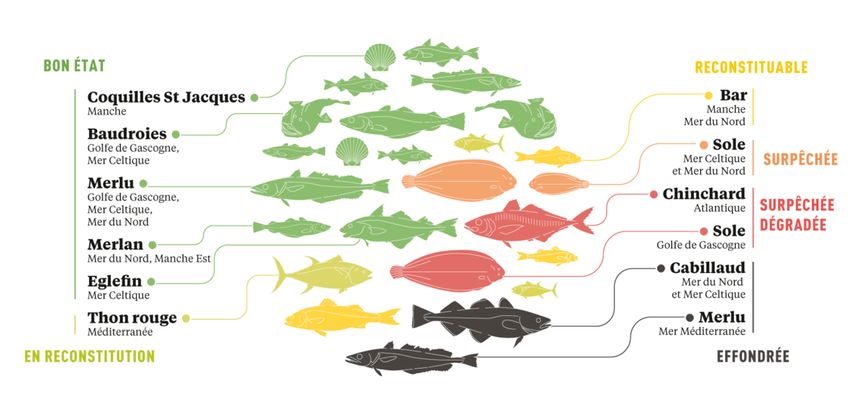 Des exemples de populations de poissons classées selon leur état.