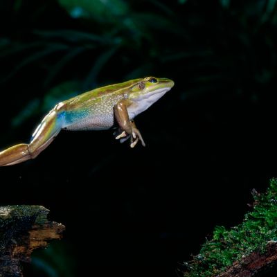 Des scientifiques de l’Université Tufts de Boston et de l’Institut Wyss de l’Université Harvard ont réussi à faire repousser les pattes amputées de grenouilles.