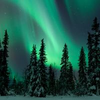 Aurore boréale au-dessus d'une forêt de pins enneigés, Laponie, Finlande