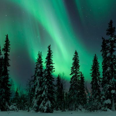 Aurore boréale au-dessus d'une forêt de pins enneigés, Laponie, Finlande