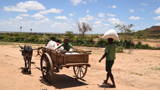 Dans la région de l'Androy, des paysans rapportent chez eux des sacs de riz après une distribution du Programme Alimentaire Mondial ©Radio France - Rémi Brancato