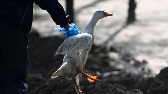 Près de 3 millions d'oiseaux ont été abattus en France, depuis novembre dernier, afin de lutter contre la propagation du virus H5N1. ©AFP - MONEY SHARMA